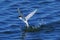 COMMON TERN sterna hirundo IN WINTER PLUMAGE, ADULT FISHING, NAMIBIA