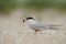 Common tern is walking with fish