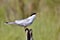 Common tern on wood post