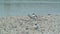 Common Terns