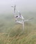 Common terns in aerial combat