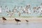 Common Terns in Flight