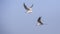 Common Terns in Flight