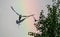 Common Terns interacting in flight. Adult common terns in flight on the blue sky and rainbow background. Scientific name: Sterna