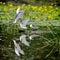 Common terns in natural habitat (sterna hirundo)
