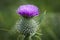 Common Thistle