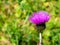 Common thistle flowers in the garden