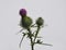 Common thistle on gray background