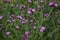 Common thistle purple flower plant