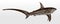 Common thresher, alopias vulpinus, a threatened shark, distributed worldwide in tropical seas in side view