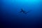 Common thresher shark