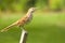 Common Thrush Bird sits on a fence post.