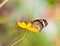 Common tiger butterfly