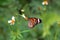 Common tiger butterfly