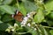 Common Tiger Butterfly - Danaus genutia in Ksandalama Sri Lanka