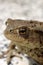 Common Toad