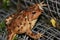 Common toad