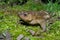 Common Toad Bufo bufo