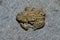 Common Toad Bufo bufo