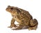 Common toad, Bufo bufo