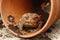 Common toad, Bufo bufo