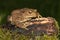 Common Toad Bufo bufo.