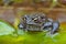 Common Toad (Bufo bufo)