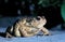 Common Toad, bufo bufo, Adult crossing Road