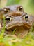 Common Toad (Bufo bufo) in amplex