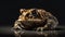 Common toad (Bufo bufo) on black background