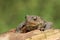 A Common Toad Bufo bufo climbing over an old log.