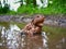 Common Toad, bufo bufo, Eifel National Park, North Rhine-Westphalia, Germany