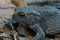 The common toad, Bufo bufo on fallen leafs