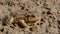 Common toad (Bufo bufo) on ground after rain