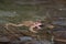 Common toad (bufo bufo) lying on the shallow part of the pond