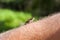 Common toad, Bugo-bufo climbing on human hand