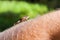 Common toad, Bugo-bufo climbing on human hand