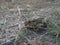 Common toad on a dirt, sandy place.