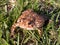 A common toad in the grass