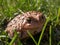 A common toad in the grass