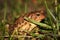 Common toad in grass