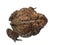 A common toad isloated