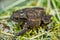 Common Toad in long green grass/Toad