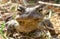 Common toad - macro