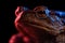 Common toad portrait macro in red and blue light