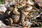 Common Toad / Ropucha szara