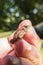 Common toad sitting on human finger