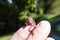 Common toad sitting on human finger