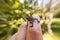 Common toad sitting on human finger with blurred trees background