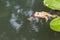 Common Toad Swimming in Nature Environment